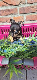 Te koop Chihuahua pup!, Dieren en Toebehoren, Honden | Chihuahua's en Gezelschapshonden, Reu, 8 tot 15 weken, Meerdere, Chihuahua