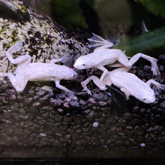 Hymenochirus boetgeri, Dieren en Toebehoren, Vissen | Aquariumvissen, Vis