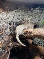 Wimpergekko vrouw, Hagedis