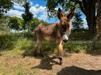 ezel hengst veulen te koop, Dieren en Toebehoren, Overige Dieren, Mannelijk, Na 1 juli 2024
