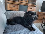 Lief Aanhankelijk hondje, Dieren en Toebehoren, Honden | Chihuahua's en Gezelschapshonden, Rabiës (hondsdolheid), Reu, 1 tot 2 jaar