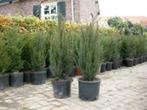Thuya Brabant (conifeer), Ophalen, Conifeer, 100 tot 250 cm