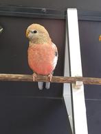 Bourkes parkieten, Dieren en Toebehoren, Vogels | Parkieten en Papegaaien, Meerdere dieren, Parkiet, Tam