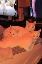 Knappe lieve kittens beschikbaar, Dieren en Toebehoren, Katten en Kittens | Raskatten | Korthaar, Meerdere dieren, Ontwormd