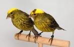Te koop aangeboden super zang kanaries van topkwaliteit, Dieren en Toebehoren, Vogels | Kanaries, Meerdere dieren, Zangkanarie