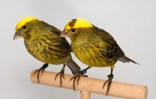 Te koop aangeboden super zang kanaries van topkwaliteit, Dieren en Toebehoren, Vogels | Kanaries, Zangkanarie, Meerdere dieren