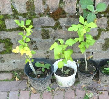 Tuinplanten voor spotprijsjes beschikbaar voor biedingen