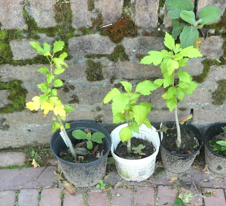 Tuinplanten voor spotprijsjes, Tuin en Terras, Planten | Tuinplanten, Overige soorten, Volle zon, Lente, Ophalen