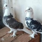 Moi duiven, Dieren en Toebehoren, Meerdere dieren, Postduif