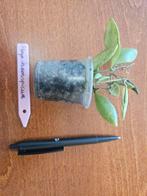 Hoya inconspicua stek - net geworteld!, Ophalen