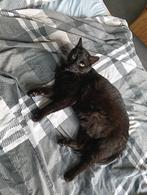 Nieuw baasje gezocht voor kater, Dieren en Toebehoren, Katten en Kittens | Overige Katten, Kater, Kortharig, 6 jaar of ouder