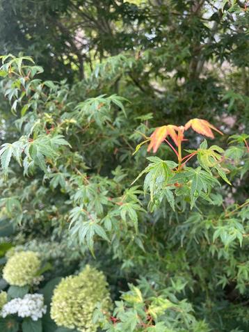 Acer Palmatum 4 meter hoog en breed beschikbaar voor biedingen