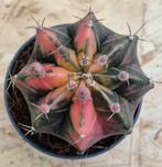Cactus Gymnocalycium Mihanovichii p7 (9), Huis en Inrichting, Kamerplanten, Ophalen of Verzenden, Cactus, Volle zon, Minder dan 100 cm