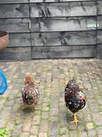 Wyandotte rood porselein koppel, haan en hen, Dieren en Toebehoren, Pluimvee, Meerdere dieren, Kip