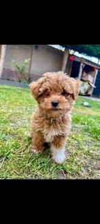 Prachtige Maltipoo pups klein/hyperallergeen/met garantie!, Dieren en Toebehoren, Honden | Chihuahua's en Gezelschapshonden, Rabiës (hondsdolheid)