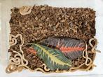 Thamnophis marcianus Geruite kousebandslang, Slang, 0 tot 2 jaar