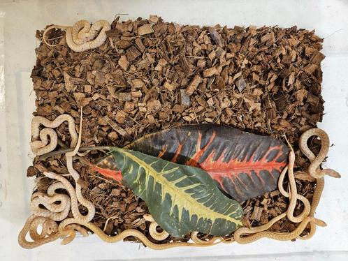 Thamnophis marcianus Geruite kousebandslang, Dieren en Toebehoren, Reptielen en Amfibieën, Slang, 0 tot 2 jaar