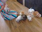 Lieve hangoor konijntjes konijnen bij ons geboren!, Dieren en Toebehoren, Konijnen, Meerdere dieren, Hangoor
