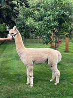 Alpaca dekhengst Pedro, Dieren en Toebehoren, Juli, Mannelijk