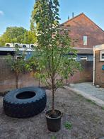 Sierpeer / Pyrus calleryana, Tuin en Terras, Planten | Bomen, Ophalen, Volle zon, Overige soorten