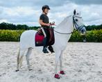 Tess one off lipica anatomisch hoofdstel full, Dieren en Toebehoren, Paarden en Pony's | Hoofdstellen en Tuigage, Ophalen of Verzenden