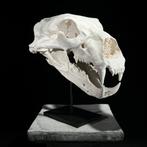 replica ijsbeerschedel op een aangepaste standaard, Ophalen of Verzenden, Nieuw