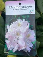 te koop 5 pallets B kwal rhododendrons 100-120 cm hoog, Vaste plant, Halfschaduw, Lente, Ophalen