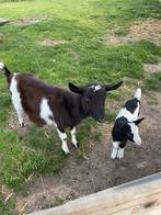 Bonte geit met boklam, Dieren en Toebehoren, Schapen, Geiten en Varkens, Vrouwelijk, Geit