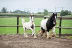 Zeer lief drumhorse hengst veulen., Dieren en Toebehoren, Gechipt, 0 tot 2 jaar, Hengst, 160 tot 165 cm