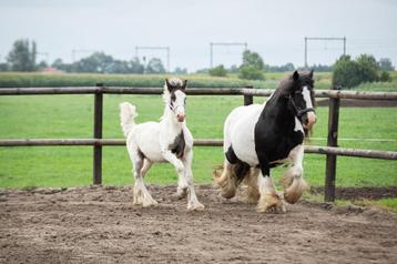 Zeer lief drumhorse hengst veulen.  beschikbaar voor biedingen