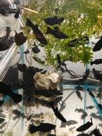 Black molly's, Dieren en Toebehoren, Vis