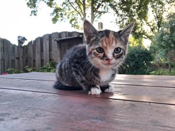 Lieve lapjespoesje en roodwit kater kitten zoeken huisje beschikbaar voor biedingen