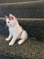 Main coon mix kittens, Dieren en Toebehoren, Meerdere dieren