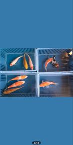 Te koop mooie japanse koi mix kweker suda rond 20 cm, Dieren en Toebehoren, Vissen | Vijvervissen, Karper of Koi