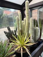 veel cactussen en vetplanten (nieuwe foto's), Huis en Inrichting, Ophalen, Overige soorten, Minder dan 100 cm