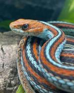 GEZOCHT: Thamnophis Sirtalis (Kousebandslangen) GEZOCHT!!, Dieren en Toebehoren