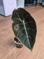 Alocasia Sedenii, Huis en Inrichting, Kamerplanten, Ophalen of Verzenden, Overige soorten, Minder dan 100 cm