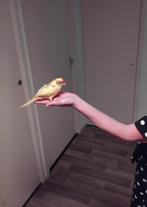 Lieve  en mooie kakariki, Vrouwelijk, Parkiet, Geringd