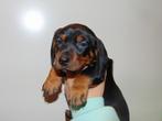 Prachtige Black and Tan Teckel pups uit FCI lijn, Dieren en Toebehoren, Kaninchen, 8 tot 15 weken, Korthaar, Meerdere