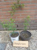Hondsroos struik, Ophalen, Overige soorten, Struik, 100 tot 250 cm