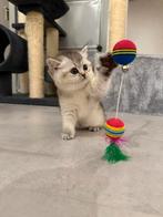 Britsekorthaarkittens 100% raszuiver ouders wonen thuis!, Ontwormd