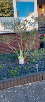 olijf met meerdere bolletjes, Ophalen, Bloeit niet, Halfschaduw, 100 tot 250 cm