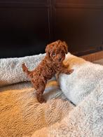 Rode Toypoedel pup, Dieren en Toebehoren, Honden | Chihuahua's en Gezelschapshonden, Poedel, CDV (hondenziekte), 8 tot 15 weken