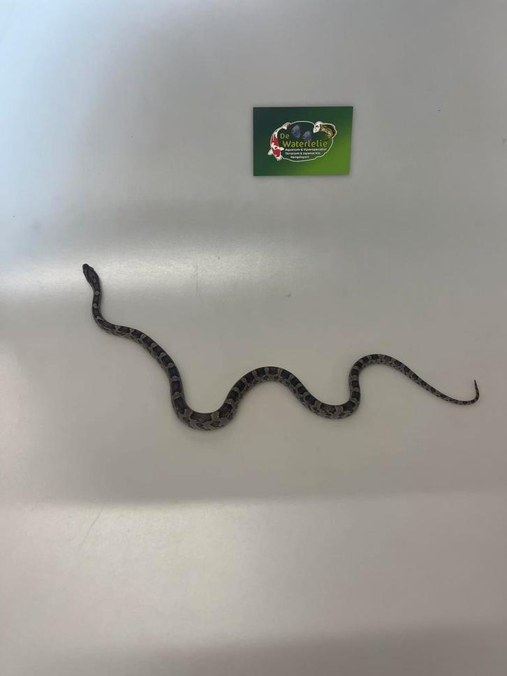 Diverse rattenslangen