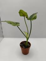 Syngonium green splash stekje 1, Ophalen, Overige soorten, Halfschaduw, Minder dan 100 cm