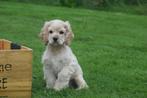 Amerikaanse cocker spaniel pups, Dieren en Toebehoren, België, Rabiës (hondsdolheid), 15 weken tot 1 jaar, Meerdere