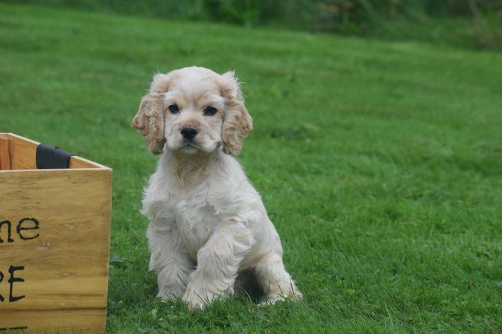Amerikaanse cocker spaniel pups, Dieren en Toebehoren, Honden | Retrievers, Spaniëls en Waterhonden, Meerdere dieren, Spaniël
