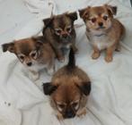 boomer x chihuahua pups 8 weken kleinblijvend REUEN, Dieren en Toebehoren, Reu, CDV (hondenziekte), 8 tot 15 weken, Meerdere