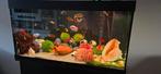 Juwel Aquarium, Dieren en Toebehoren, Vissen | Aquaria en Toebehoren, Ophalen of Verzenden, Zo goed als nieuw, Gevuld zoetwateraquarium