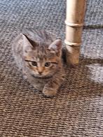 Jonge kittens, Dieren en Toebehoren, Katten en Kittens | Overige Katten, Poes, Kortharig, 0 tot 2 jaar